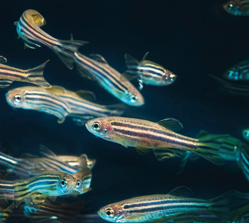 Fish, including the zebrafish, have similar anatomy and physiology to humans in addition to the ability to regenerate retinal, brain, spinal cord, cardiac and pancreatic tissues and appendages. (Photo courtesy of Wikipedia)