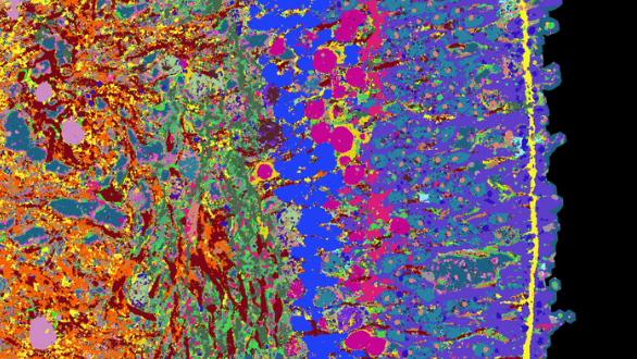 Development of human retina detailed in high-resolution atlas 