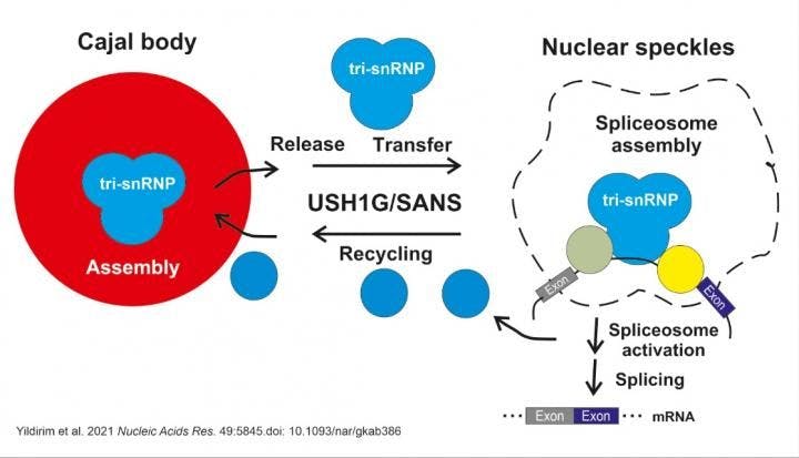 SANS is essential for the release of tri-snRNPs from the Cajal bodies and their transfer to the nuclear speckles. There the spliceosome is assembled and subsequently activated. Therefore, SANS plays a crucial role in correct pre-RNA splicing as a whole. Image courtesy of Uwe Wolfrum, PhD