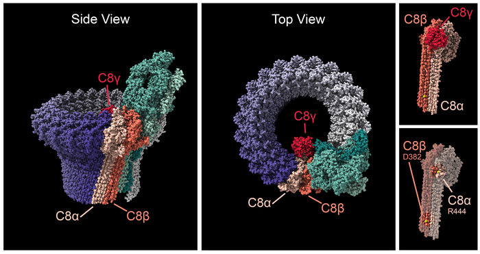 The complement membrane attack complex is a pore that inserts into the cell membrane. The complex is formed by up to 18 C9 subunits (purple), the C5, C6, and C7 subunits (various shades of green), and the C8-alpha, C8-beta, and C8-gamma subunits (shades of red). Side (left) and Top (center) views show the complex's split-washer configuration. C8 subunits bind the C9 ring with the remainder of the complex. Ultra-rare mutations (right, depicted in yellow) in C8-alpha at arginine 444 and in C8-beta at residue aspartic acid 382 appear to either stabilize or destabilize the membrane attack complex. Changes in the stability of the membrane attack complex may lead to chronic inflammation of the retina. (Image courtesy of National Eye Institute/National Institutes of Health)