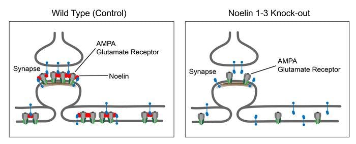 Schematic of synapses with and without Noelins. On the left, Noelin proteins anchor the AMPA glutamate receptor and other associated proteins to the synapse and other regions of the nerve cell. On the right, without Noelins, the concentration of AMPA glutamate receptors at the synapse is reduced, and associated proteins are missing. (Image courtesy of Stanislav Tomarev/NEI)

