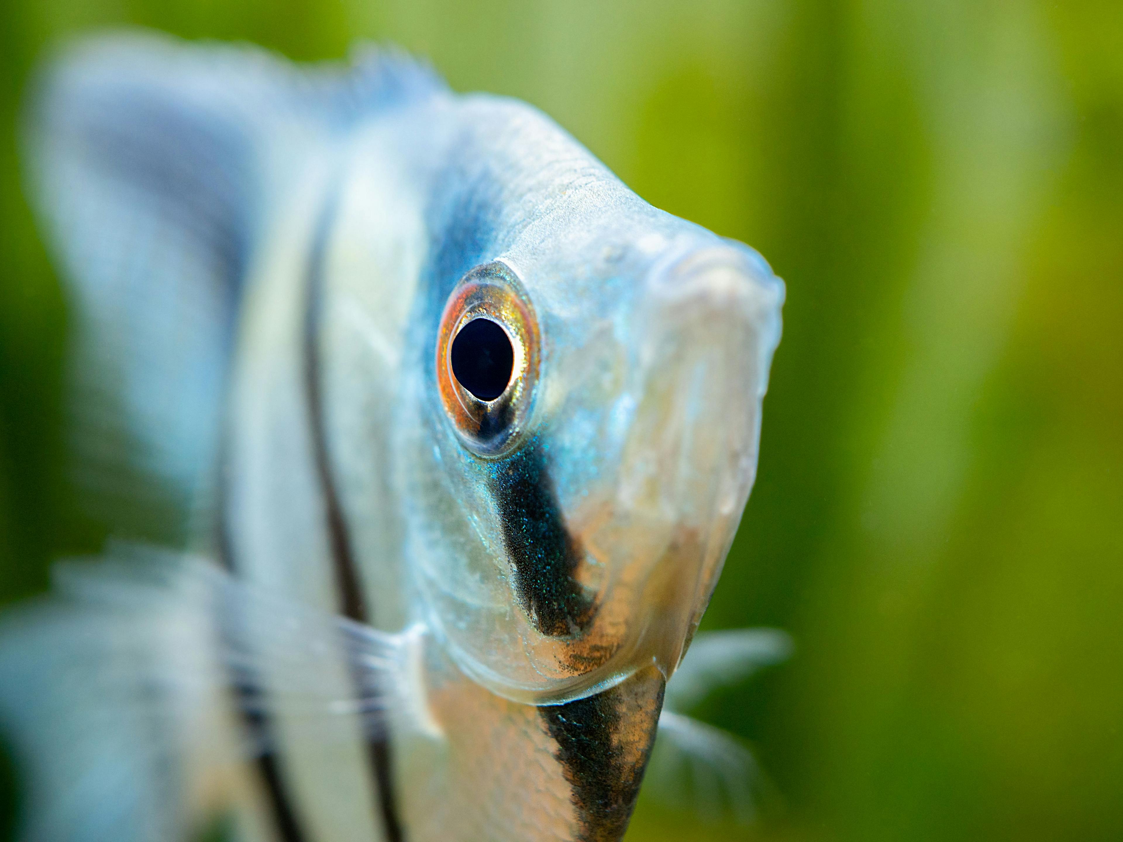 Study reveals the signaling cascade behind retina regeneration in zebrafish 