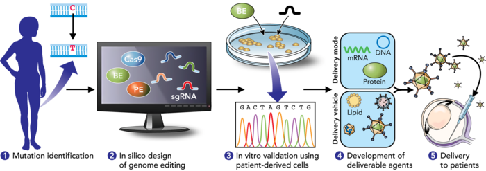Schematic representation of precision genome editing in treating inherited retinal diseases. (Graphic courtesy of PNAS)