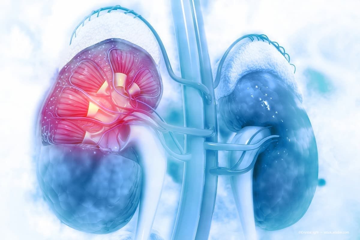 a scientific picture of the kidney. (Image Credit: AdobeStock/Crystal light)