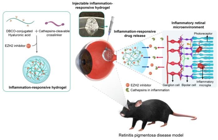 Schematic illustration of syringe-injectable inflammation-responsive hydrogel for suppression of inflammatory microglia for preventing photoreceptor death in retinitis pigmentosa. (Image credit: Korea Institute of Science and Technology)