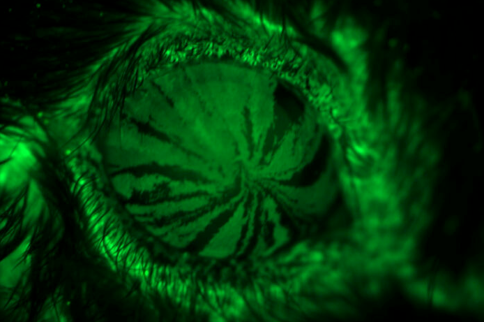 Studying mice, researchers at Washington University School of Medicine in St. Louis have found that proteins made by stem cells to help regenerate the cornea may become new targets for treating and preventing injuries to the cornea related to dry eye disease. When eyes are dry, the cornea is more susceptible to injury. By tracking the movements of stem cells (in fluorescent green) in a mouse eye, researchers were able to trace the cells as they differentiated into corneal cells and migrated to the center of the cornea, providing clues about how the cells work to help corneal injuries heal. (Image courtesy of Apte Lab)