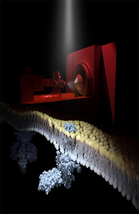 Rhodopsin, the light sensor of the mammalian visual system, is embedded in the disc membranes of photoreceptor cells. The image above shows an electrospray mass spectrometer, in a darkened, red-lit room, being used to generate ionized fragments of native disc membranes. Shown is rhodopsin activated by light while embedded in its disc membrane causing it to interact with transducin, which then signals to downstream phosphodiesterase 6 (background). Following instantaneous flashes of light, synchronized with recordings on the mass spectrometer, the research team has monitored real-time signal progression across native disc membranes. In capturing this signaling cascade they have documented roles for lipids and ligands in rhodopsin signaling, highlighting new opportunities for discovery of drug targets in the native environment. (Image courtesy of the UCI School of Medicine)