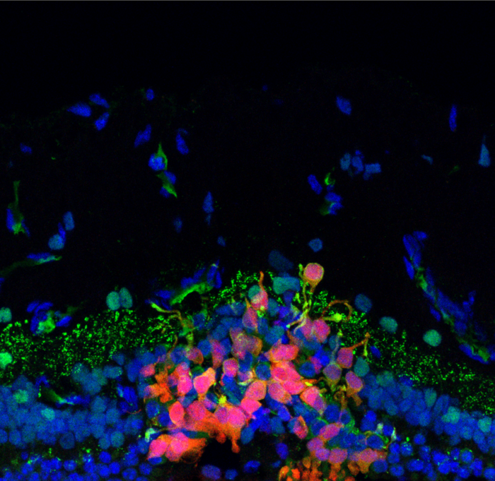 Following a transplantation procedure, human photoreceptor precursor cells labeled red migrated and integrated into a degenerated canine retina. The green label is a synaptic maker, suggesting the transplanted cells began forming a connection with second-order neurons in the retina. (Image courtesy of the Beltran lab/Stem Cell Reports)