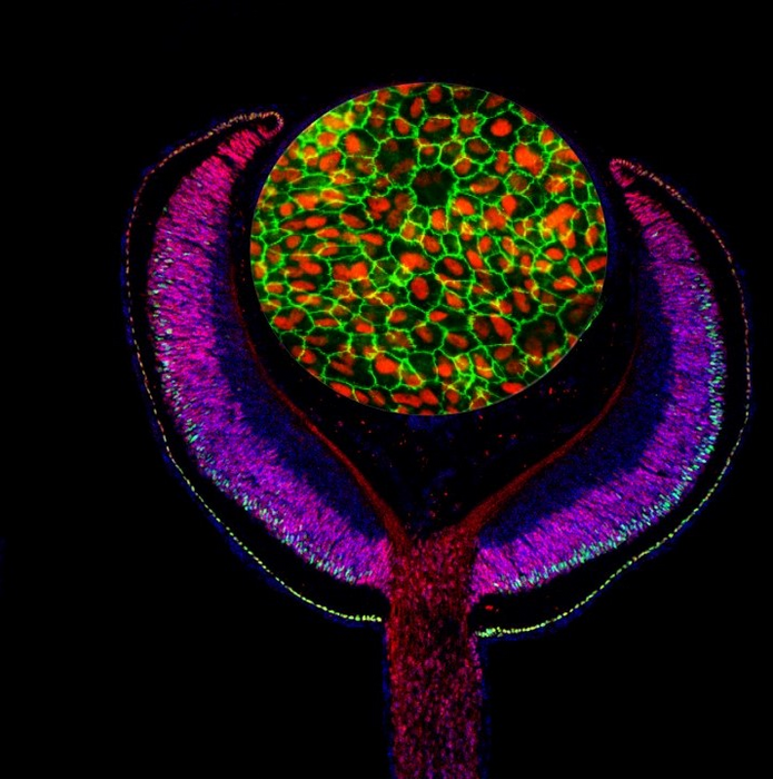 Composite of an embryonic mouse eye cup (E14.5) labeled with antibodies against the developmental transcription factors Lhx2 (red) and Otx2 (green), and cultured human retinal pigmented epithelium (RPE) labeled with antibodies against MITF (red) and ZO-1 (green). (Images by Mazal Cohen-Gulkar, composite by Ruth Ashery-Padan, PhD)