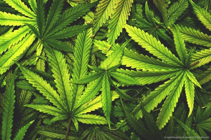 Cannabis remains problematic for glaucoma