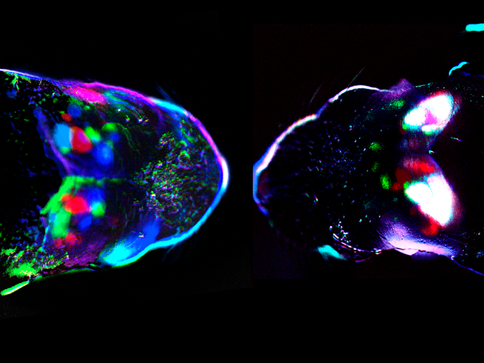 Cortical spontaneous activity at birth in a control mouse (left) and a mouse where retinal waves were blocked by carbenoxolone injection into the eye (right). (Image courtesy of Instituto de Neurociencias)