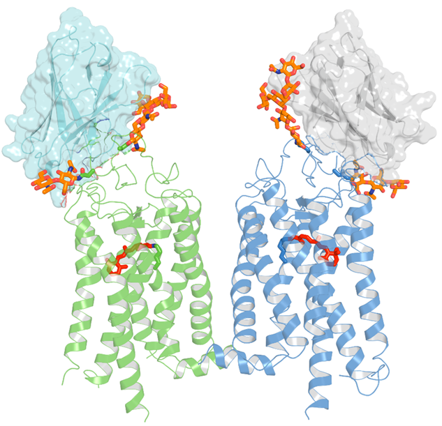 This image depicts the crystal structure of two nanobodies binding to a rhodopsin dimer. The rhodopsin molecules are shown in green and blue, with 11-cis-retinal displayed in red. The figure emphasizes the significant interactions between the nanobodies (represented in a semi-transparent surface cartoon) and the extracellular surface of rhodopsin, including its N-terminal glycans highlighted in orange. (Image courtesy of University of California Irvine)