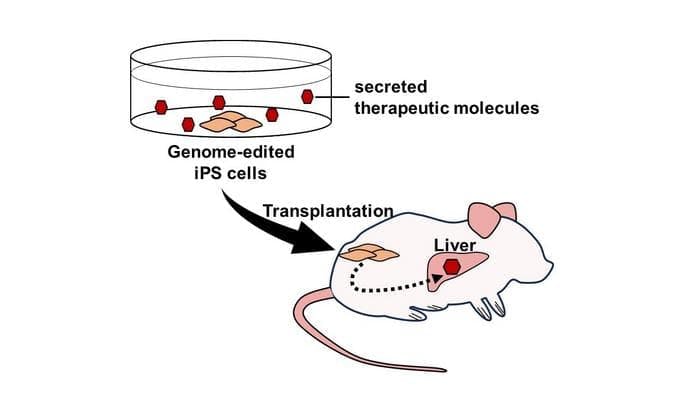 Genome editing enables the expression and secretion of therapeutic molecules from induced pluripotent stem (iPS) cells. Furthermore, transplantation of these cells allows for the delivery of therapeutic molecules to organs and tissues in vivo. (Image courtesy of TMIMS)