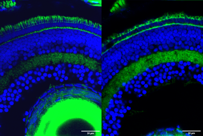 Retinal cells in zebrafish with the outer segment, the part of photoreceptor cells responsible for transforming light into nervous signals that enable vision, stained in green at the top of the image. The outer segment is significantly degraded in retinal cells with the Srrm3 gene knocked out (right) compared to normal retinal cells (left). (Image courtesy of Ludovica Ciampi/CRG)