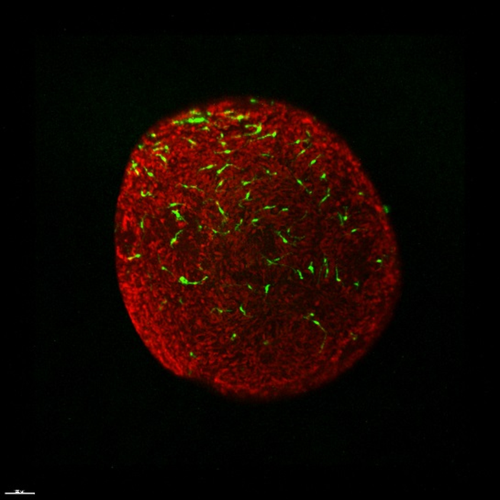 Investigators focus on functional microglia derived from human pluripotent stem cells 