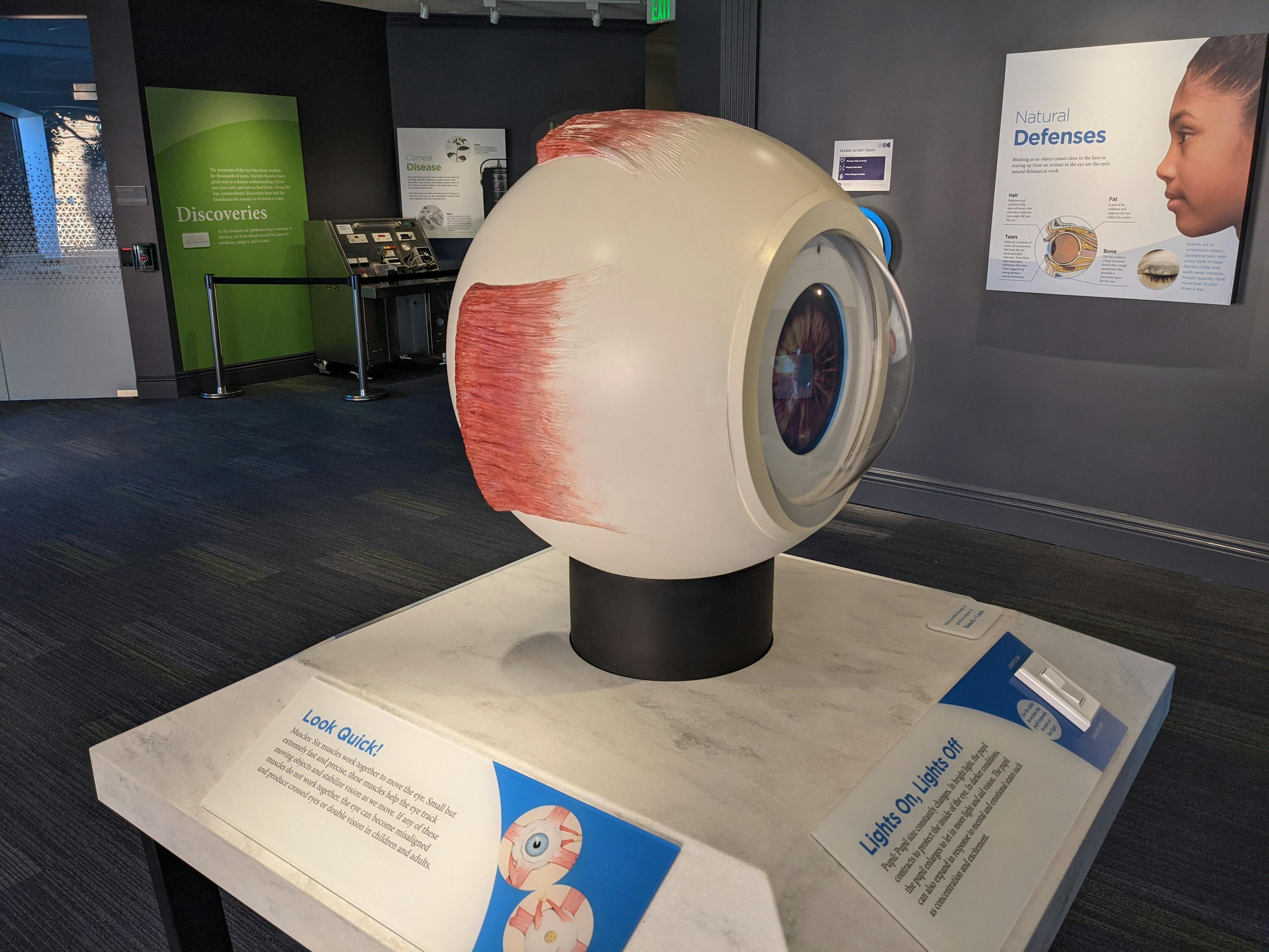 Displays at the Museum of the Eye include a model of the human eye.